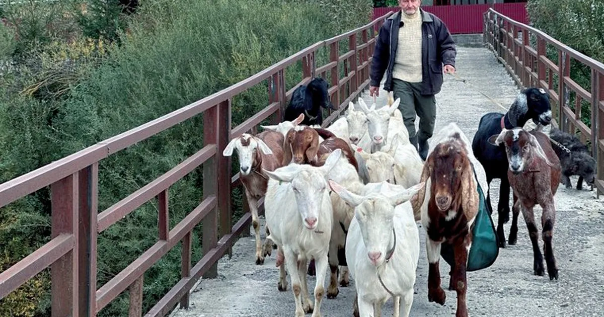Від кіз – смачний та натуральний сир.