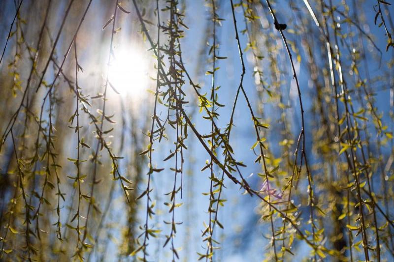 Прогноз погоди в Україні на 17 березня: де очікується зниження температури та дощі.