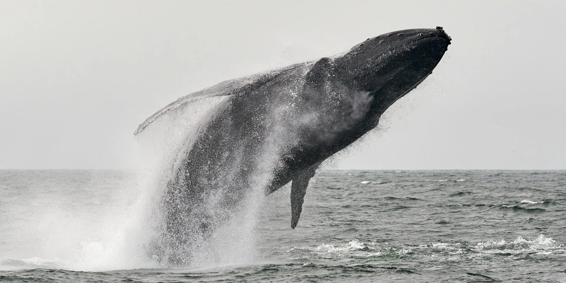Експерти виявили найдавніший запис китячого співу, що датується 1949 роком. Цей реліквій з минулого став справжнім відлунням епохи.
