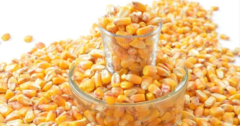 Цього року Україна має можливість підвищити експорт кукурудзи на 8,3%, повідомляє УКАБ.