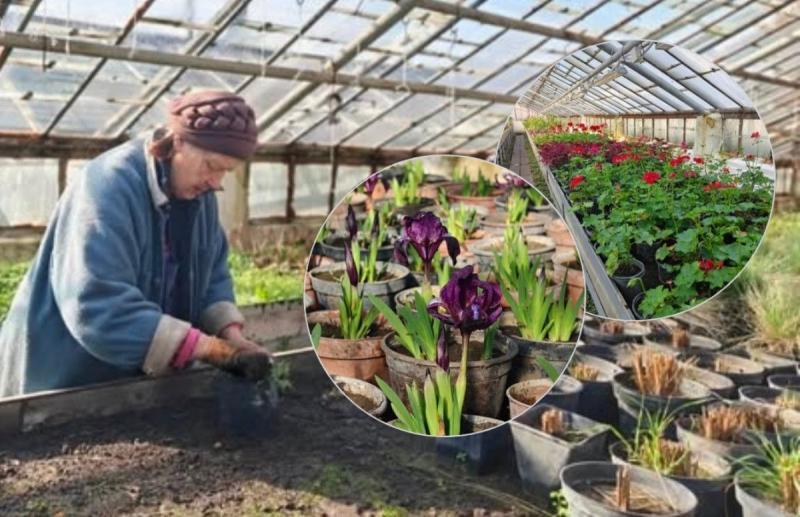 У Вінниці активно готуються до весняного озеленення: висаджують квіти та заповнюють вуличні кашпо. - 20 хвилин