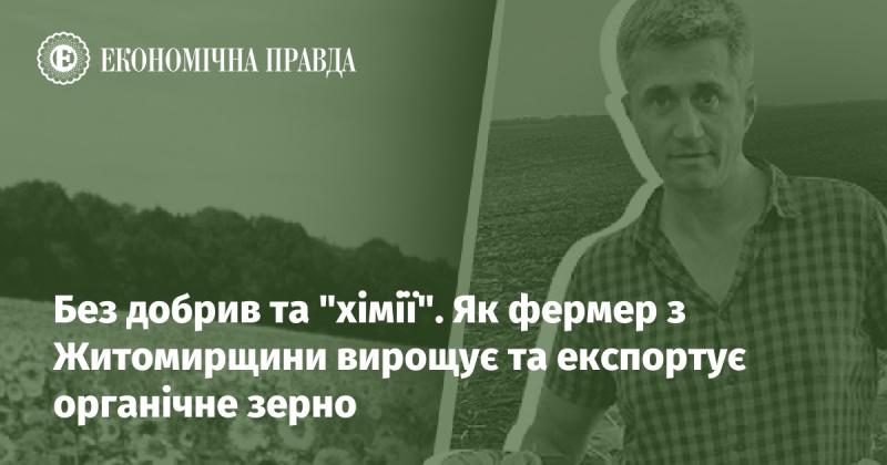 Без використання добрив і хімічних засобів. Як аграрій з Житомирської області вирощує та постачає за кордон органічне зерно.