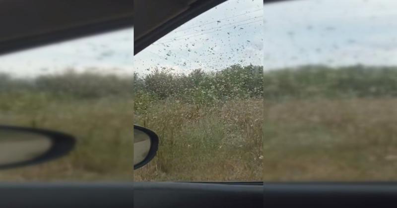 Сарана в Запоріжжі - наше місто стало жертвою нападу цих комах.