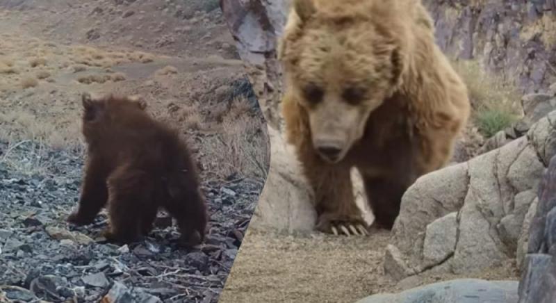 У монгольській пустелі зняли на відео надзвичайно рідкісного ведмедя.