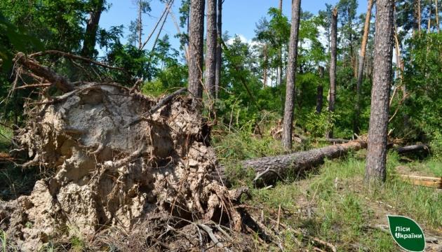 В Україні з початку року буревії завдали шкоди лісам на площі 3000 гектарів.