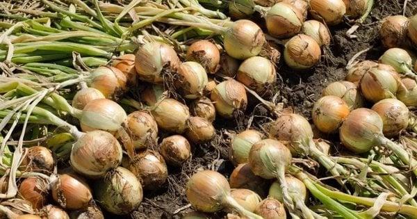Коли ж Harvest цибулю в 2025 році: основні ознаки зрілості та рекомендації для садівників.