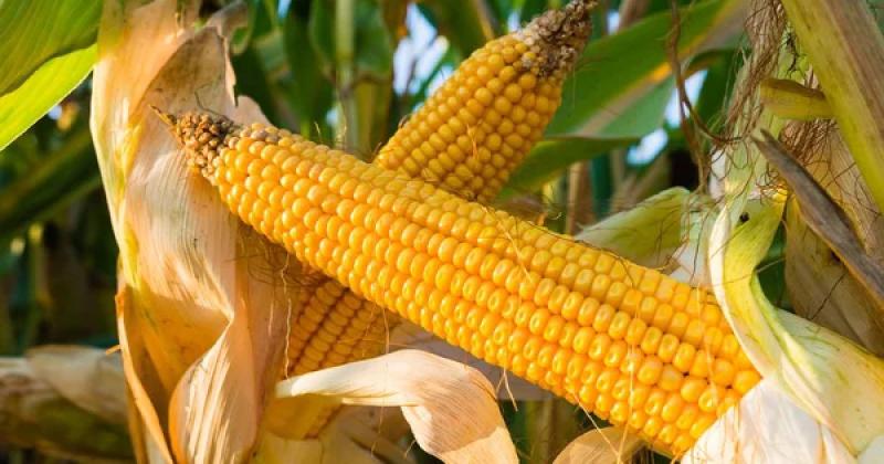 Українська кукурудза поступово втрачає свої позиції на ринку Європейського Союзу: її частка знизилася з 50% до 17% — повідомляє Delo.ua.