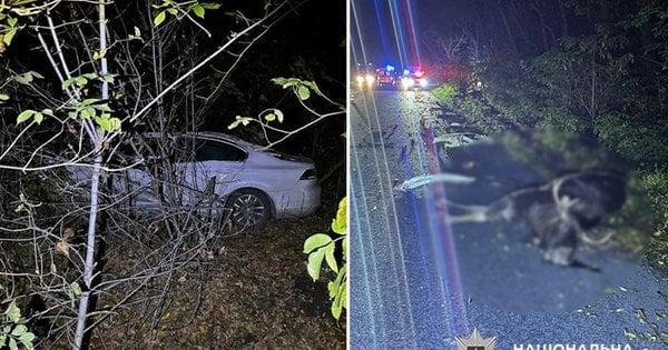 У Хмельницькій області сталася смертельна аварія, в якій винуватцем виявився дикий лось.