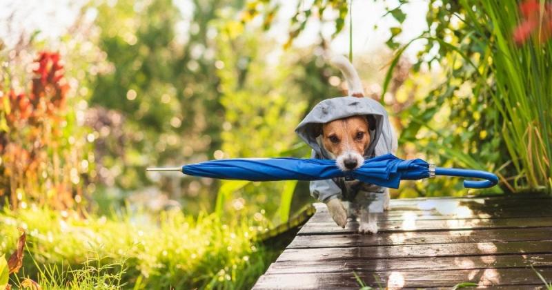 Україну охоплять дощі: синоптичний прогноз на 28 жовтня – мапа.