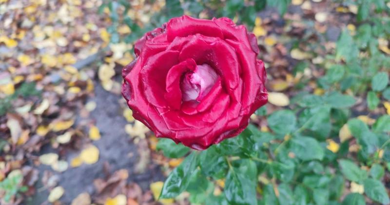 Прогноз погоди на завтра: якою очікується погода 29 жовтня — думка експерта Діденка.