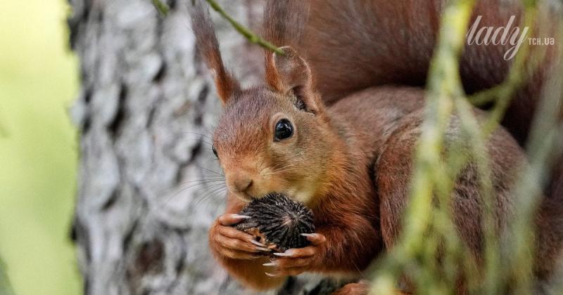 Які тайни відкривають зірки: астрологічний прогноз на період з 3 по 9 листопада 2025 року.