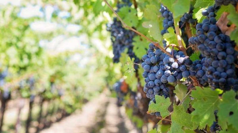 В Україні, протягом війни, було засновано приблизно 70 нових виноробних компаній.