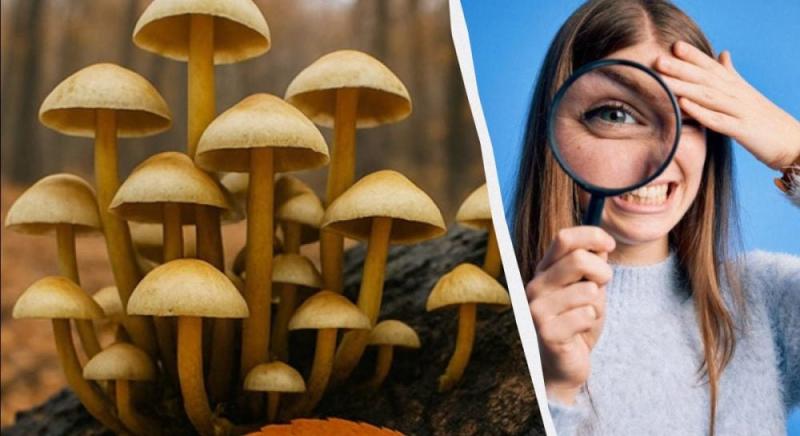 Потрібно виявити 3 відмінності всього за 11 секунд: експрес-тест для оцінки інтелектуальних здібностей.