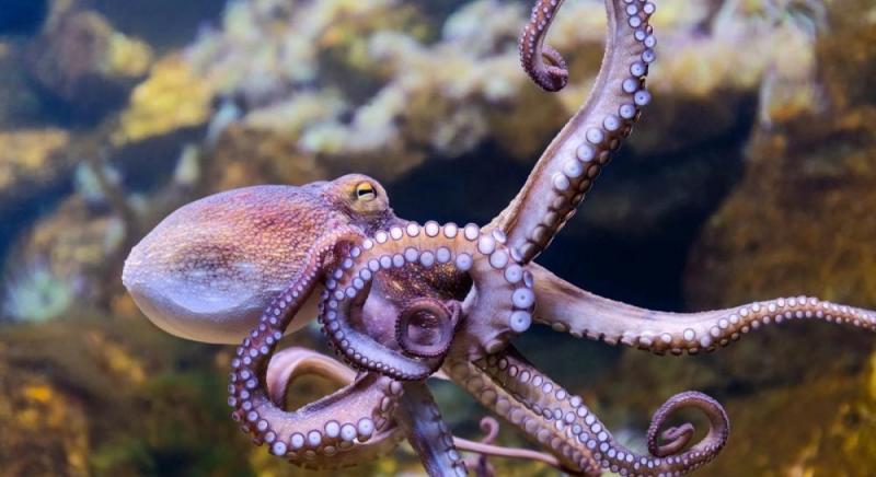 10 найінтелектуальніших істот на Землі: їхній інтелект перевищує людський