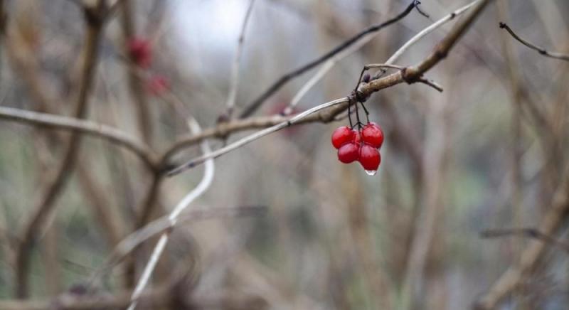 Температура, що перевищує звичайні показники: у Гідрометцентрі поділилися прогнозом на грудень.