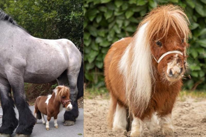 Менший за великого собаку: як виглядає найменший кінь у світі (ФОТО)