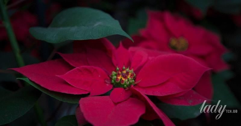 Які таємниці відкривають зірки: астрологічний прогноз на період з 8 по 14 грудня 2025 року.