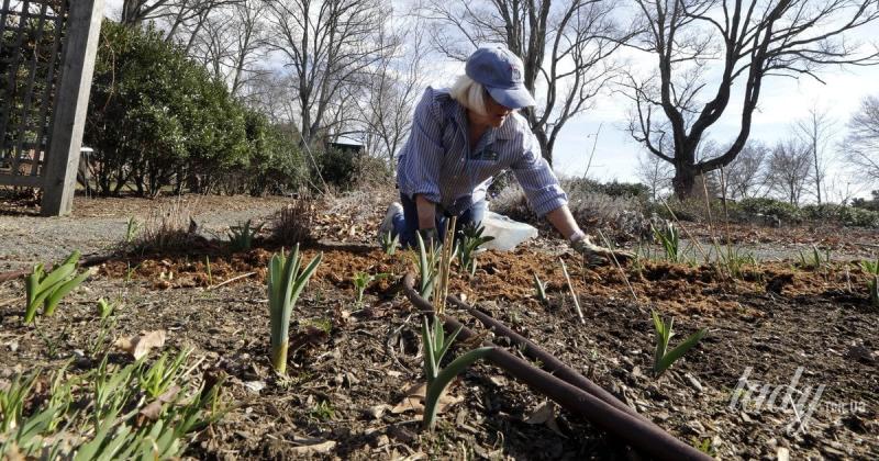 10 видів рослин із оголеними корінням, які фахівці рекомендують висаджувати взимку.