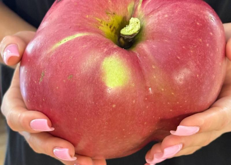 В Україні було вирощено велетенське яблуко.