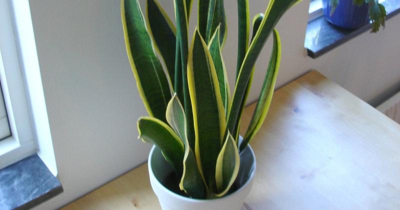 Які рослини для дому здатні виживати без світла: підбірка з 6 стійких видів.