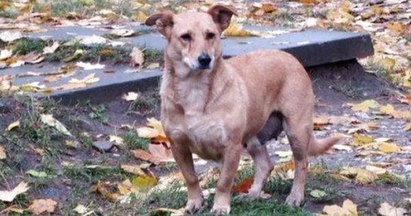 Правоохоронці проводять розслідування випадків отруєння собак у одній з громад Буковинського регіону.