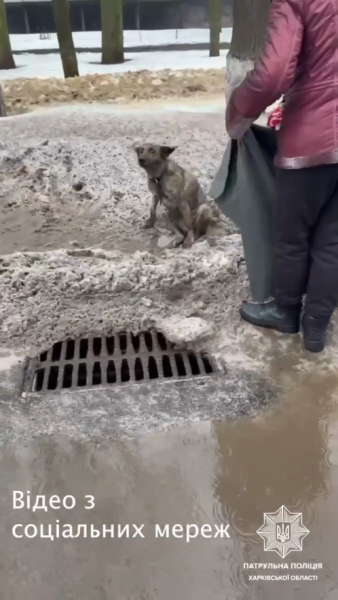 Врятувати безпритульного пса, покарати винуватця: правоохоронці в Харкові виявили водія, який наїхав на собаку.
