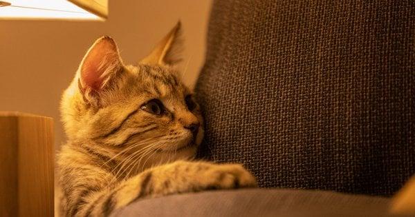 Як уберегти диван від кота, коли інші способи не працюють: надійний метод.