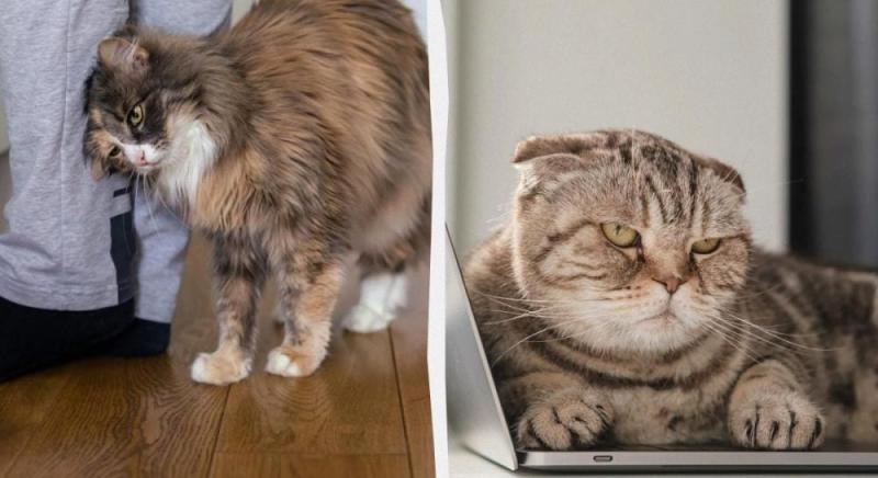 Чому кішки спочатку прагнуть вашої уваги, а потім можуть вас ігнорувати: 4 цікаві пояснення.