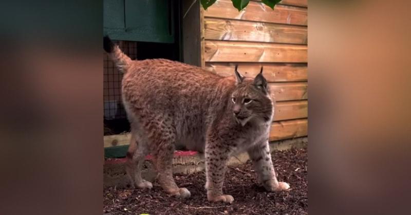 Рись на ім'я Урсу, яка прибула з Києва, тепер оселилася у Великій Британії: її перші хвилини в новому оточенні були зафіксовані на відео.