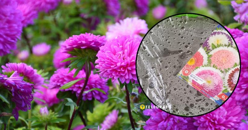 Таємниця абсолютної ідентичності астр: оригінальний спосіб, як відновити навіть давнє насіння.