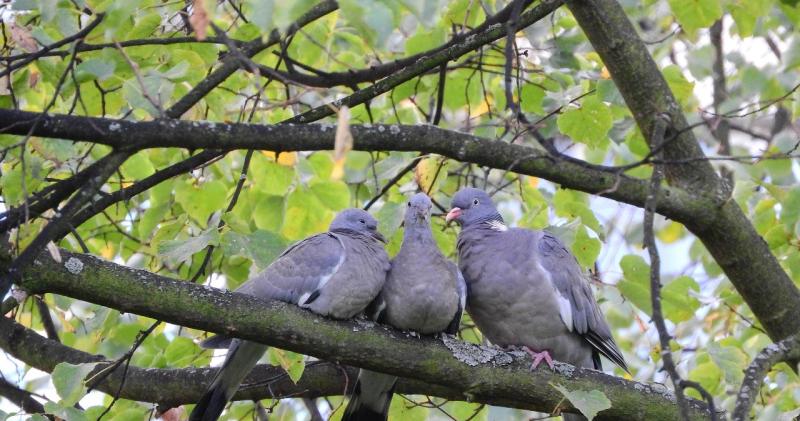 Переносять небезпечні захворювання та паразитів. Спеціальні методи для відлякування голубів.