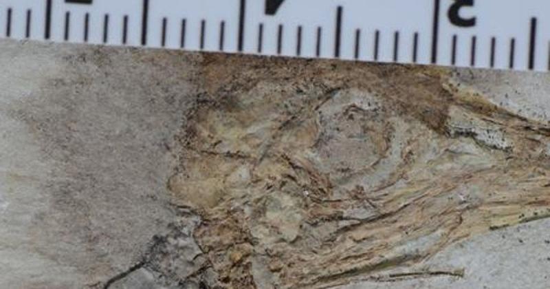 У Китаї виявили незвичайного динозавра, який мав більше 800 каменів у горлі: що трапилося з ним?