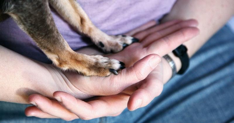 Чоловік створив вакцину від раку для свого собаки, скориставшись ChatGPT – науковці вражені (фото)