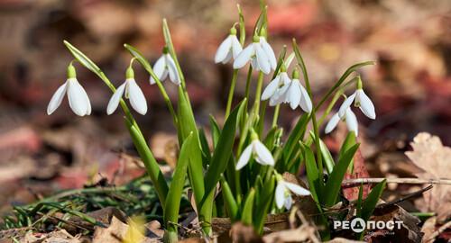 У Харкові, в Центральному парку, розцвіли підсніжники (фото)