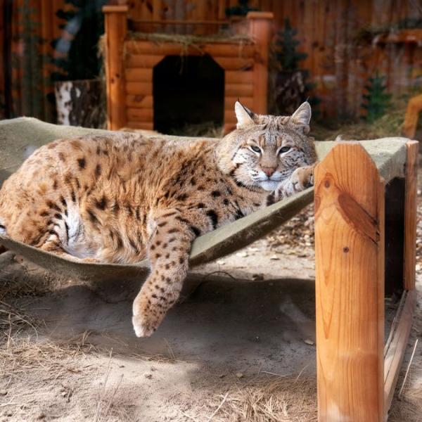 Рись на ім'я Степан продемонстрував свою постать - з'явилися свіжі знімки популярного мемного улюбленця. Чи втратила вага ця тварина?