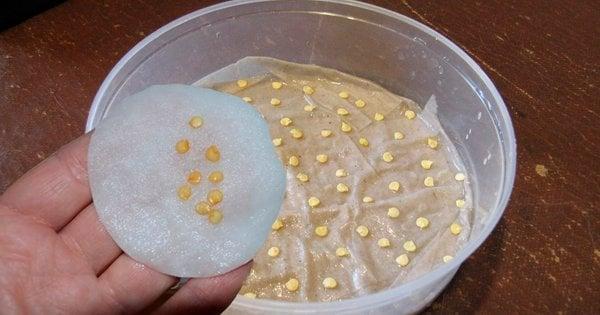 Як забезпечити міцні сходи: покроковий гід з замочування насіння.