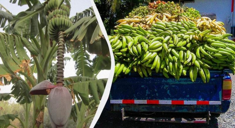 Після збору врожаю бананові стебла використовують для виготовлення тканини та паперу: відходи перетворилися на цінний ресурс.