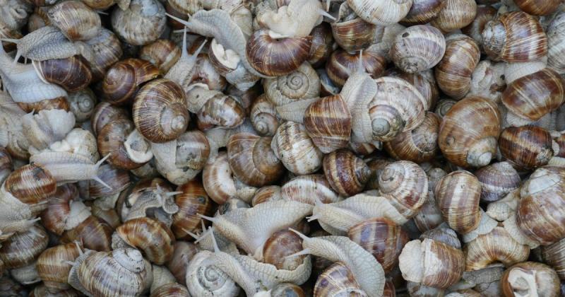В Україні спостерігається зростання експорту молюсків на 27,1% у першому кварталі 2026 року — повідомляє Delo.ua.