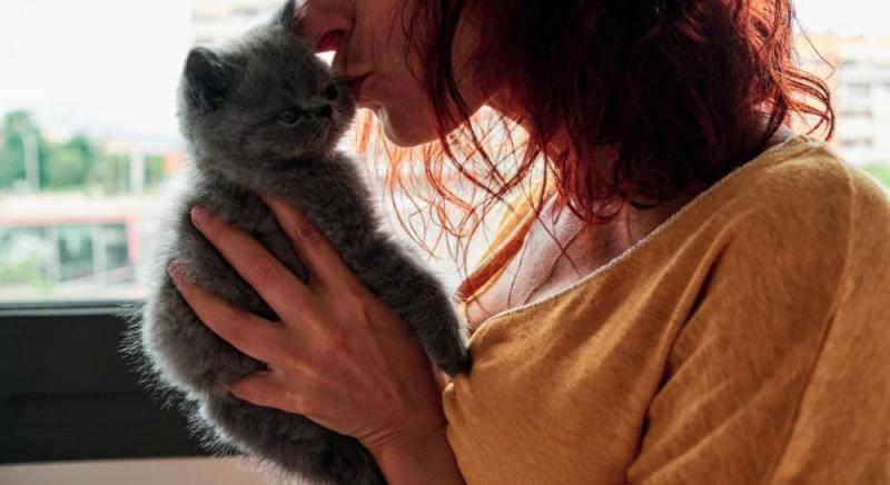 Скільки часу кіт здатен зберігати пам'ять про свого власника: результати наукового дослідження.