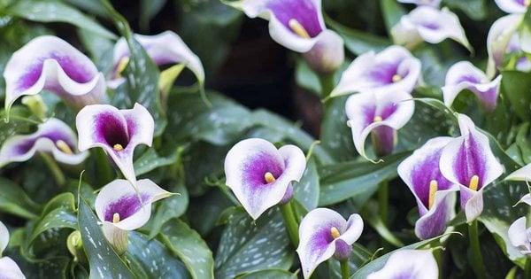 Каллі вдома та в саду: секрети успішного вирощування розкішної зантедескії без помилок.