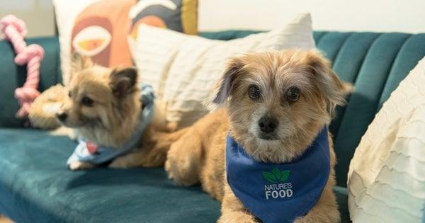 Прості способи: як усунути запахи тварин у вашому житлі.